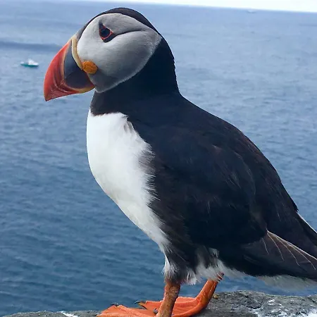 Curlew Appartamento *